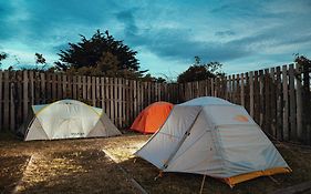 Camping Yellow Plum